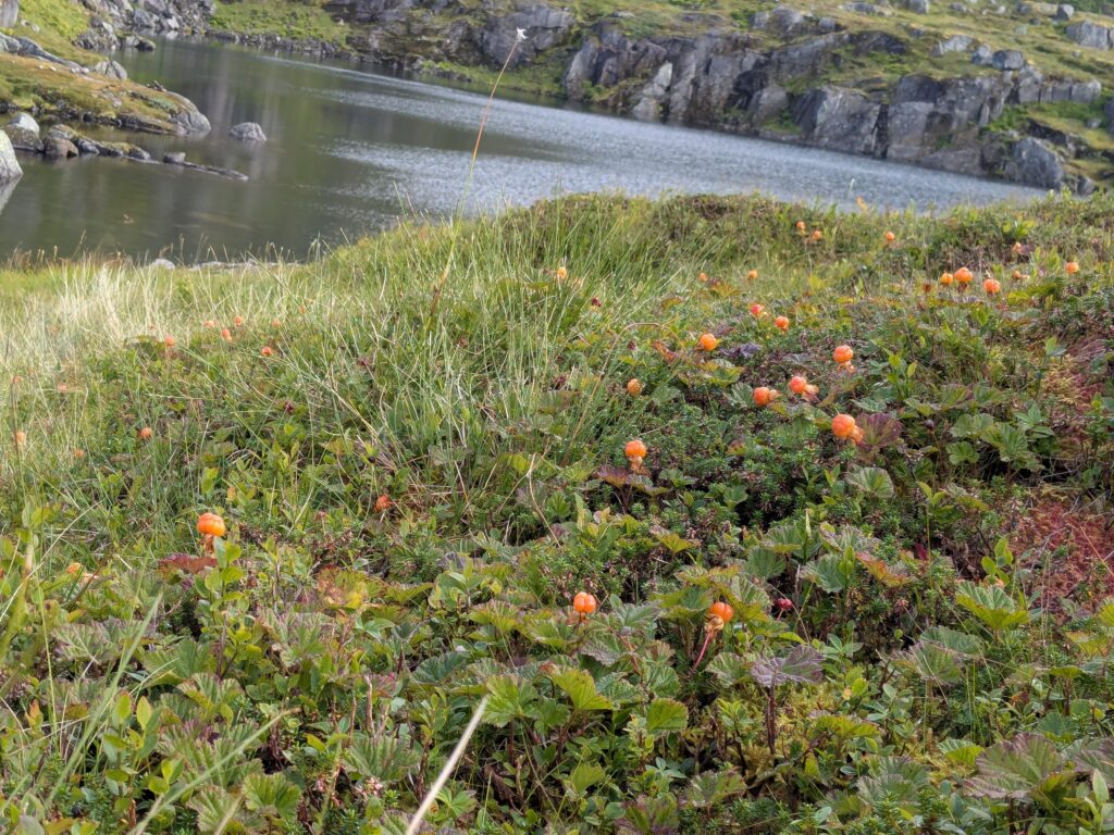 Cloudberry meadow near Isvatnet Lake in the Lofoten Islands, Norway. 