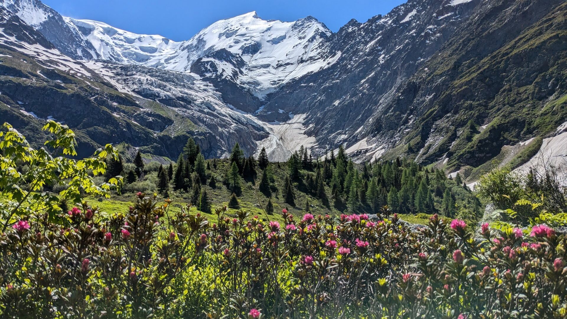 Bionnassay Glacier view, TMB trail, violet flowersm Tour du Mont Blanc