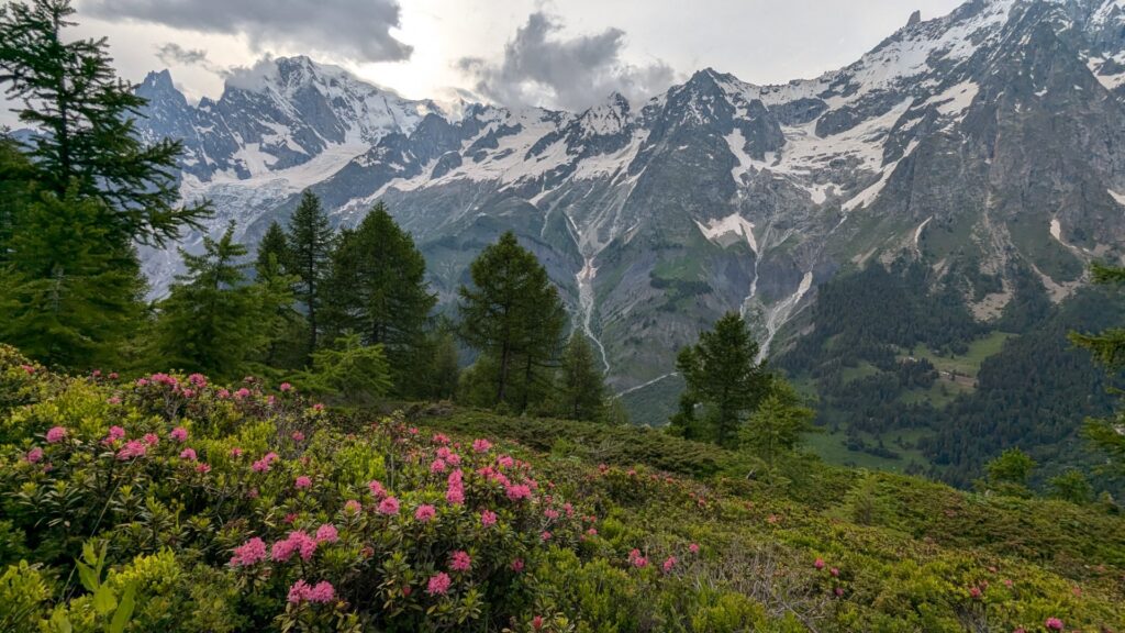 Mont Blanc view with red flowers, Tour du Mont Blanc, Courmayeur → Tronchey